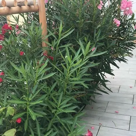 La Salamandre De L Olivier - Le Palmier *