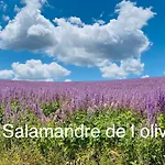 La Salamandre De L Olivier - Le Palmier *