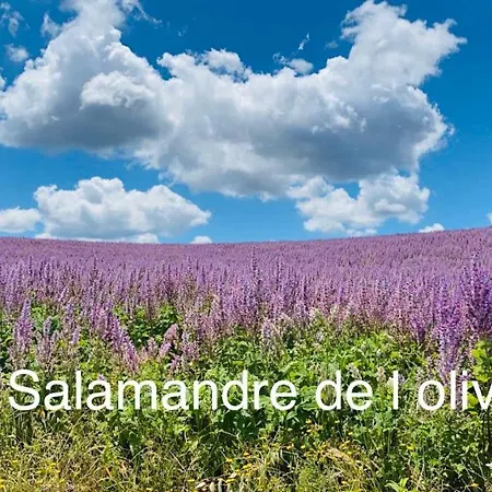 La Salamandre De L Olivier - Le Palmier *