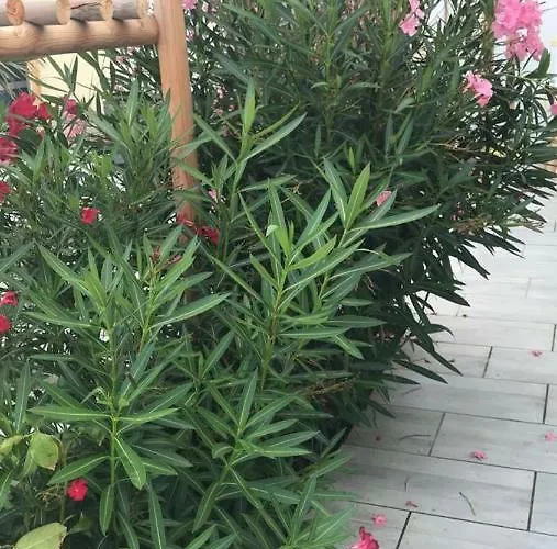 La Salamandre De L Olivier - Le Palmier *